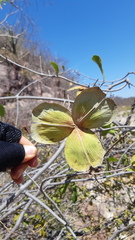 Semialarium mexicanum