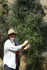 Pittosporum obcordatum