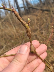 Neolasioptera nodulosa