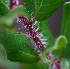 Arctostaphylos nummularia
