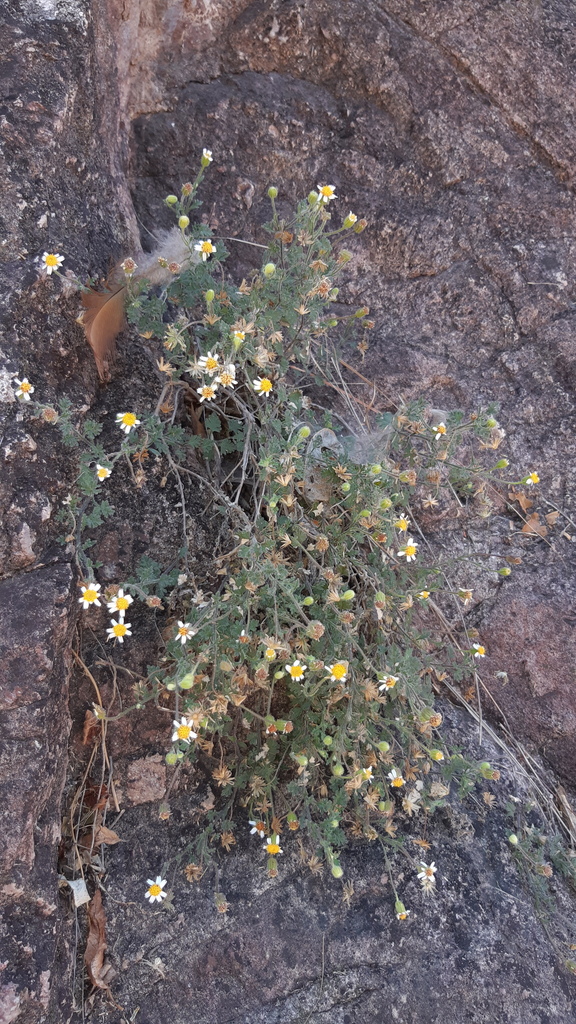 Galinsogeopsis