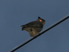 Bubo virginianus pacificus