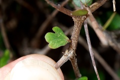 Pittosporum obcordatum