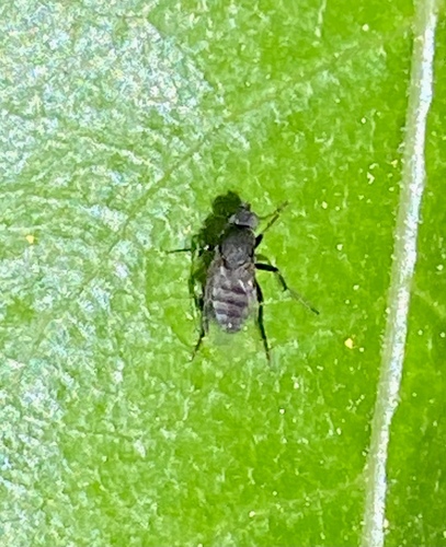 iNaturalist observation photo of Humpbacked Flies