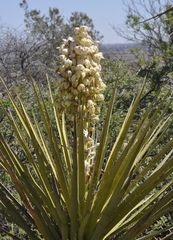 Yucca torreyi