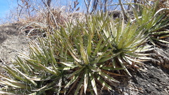 Agave microceps