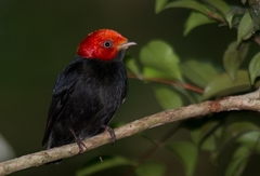 Ceratopipra rubrocapilla