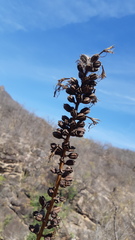 Agave microceps