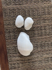 Anadara secticostata