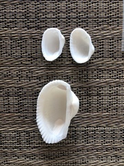 Anadara secticostata