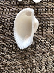 Anadara secticostata