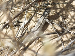 Urosaurus graciosus graciosus