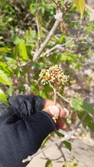 Heteropterys laurifolia