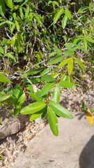 Heteropterys laurifolia