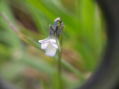 Viola kitaibeliana