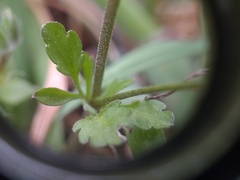 Viola kitaibeliana