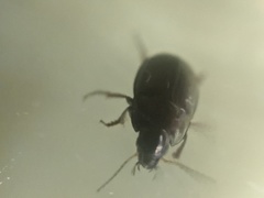 Coleoptera
