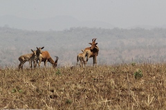 Alcelaphus buselaphus lelwel