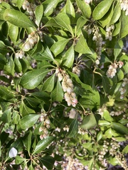 Pieris