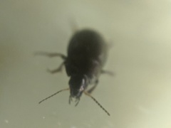Coleoptera