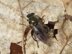 Brachypalpus oarus