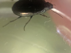 Coleoptera