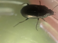 Coleoptera