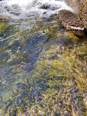 Fontinalis dalecarlica