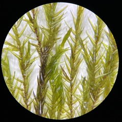 Fontinalis dalecarlica