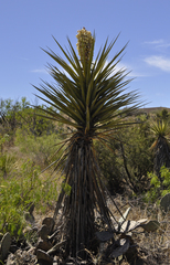 Yucca torreyi