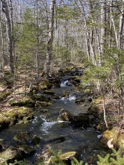 Fontinalis dalecarlica