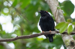 Chiroxiphia pareola