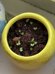 Ocimum × africanum