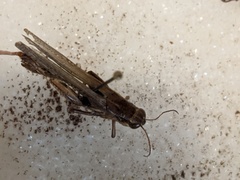 Acrididae