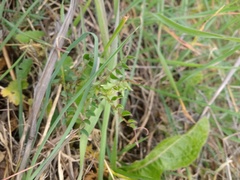 Vicia lutea