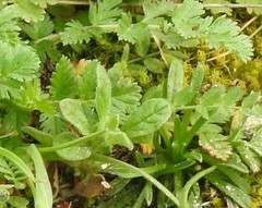 Helianthemum ledifolium