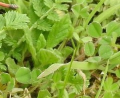 Helianthemum ledifolium