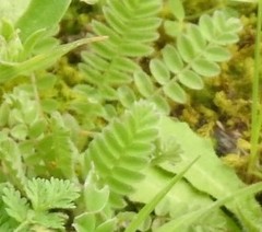 Ornithopus perpusillus