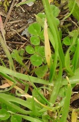 Trifolium subterraneum