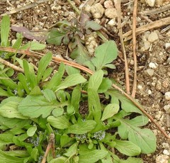 Centranthus calcitrapae
