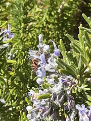 Apis mellifera