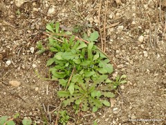 Centranthus calcitrapae