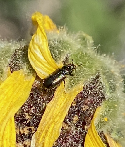 iNaturalist observation photo of Soft-winged Flower Beetles