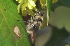 Criorhina nigripes