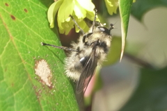 Criorhina nigripes