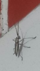 Neoptychodes trilineatus