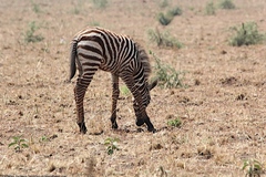 Equus quagga borensis