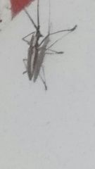 Neoptychodes trilineatus