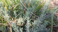 Teucrium capitatum capitatum