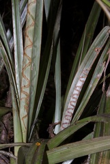 Charixena iridoxa